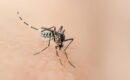West Nile mosquito
